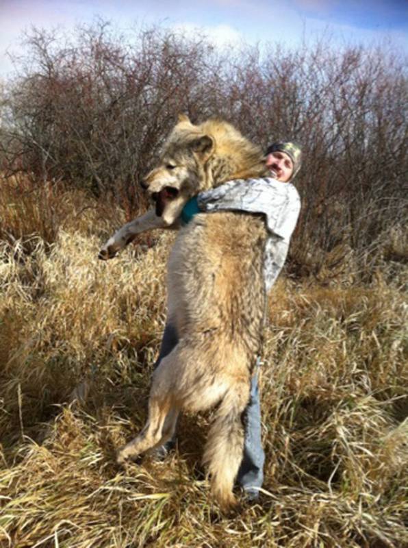 画像 カナダで村を恐怖に陥れたモンスタークラスの巨大オオカミが捕獲される ニュースまとめ W ﾉ ﾖﾛｼｸｰ